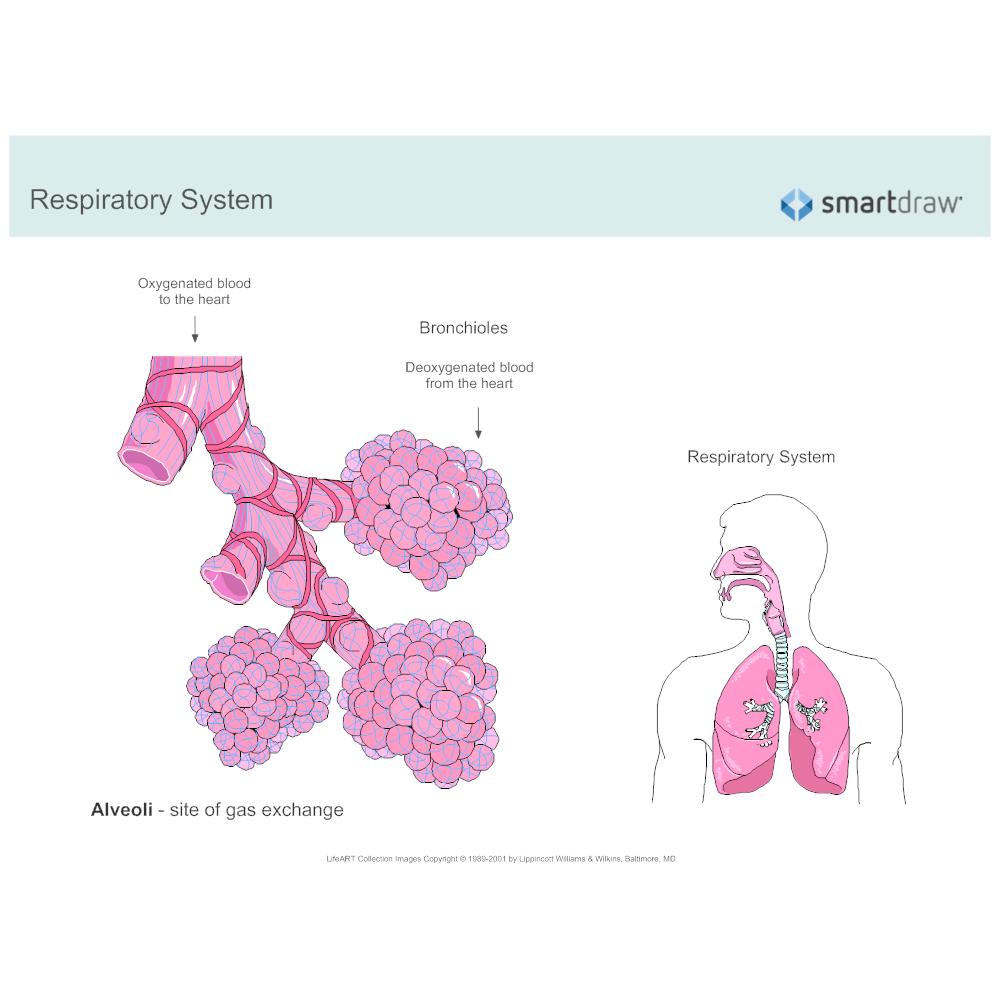 Alveoli And Bronchioles Respiratory System Diagram