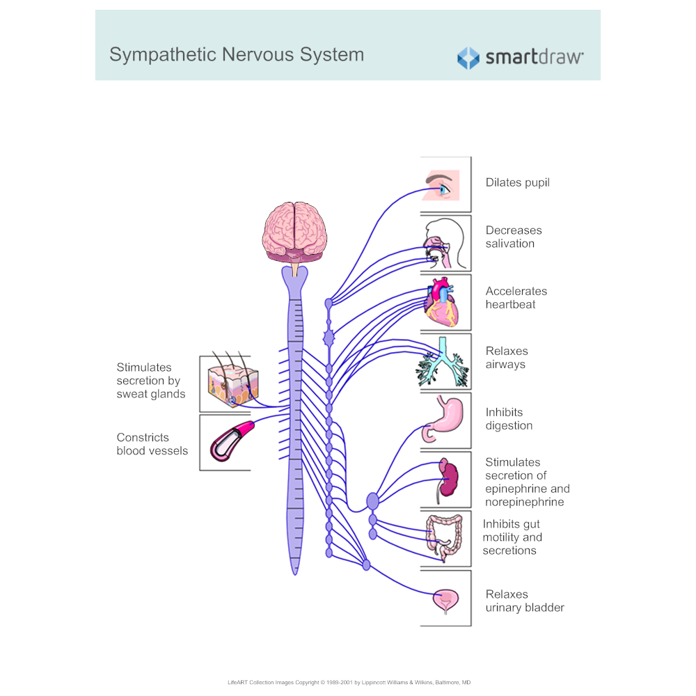 Sympathetic Nervous System Diagram