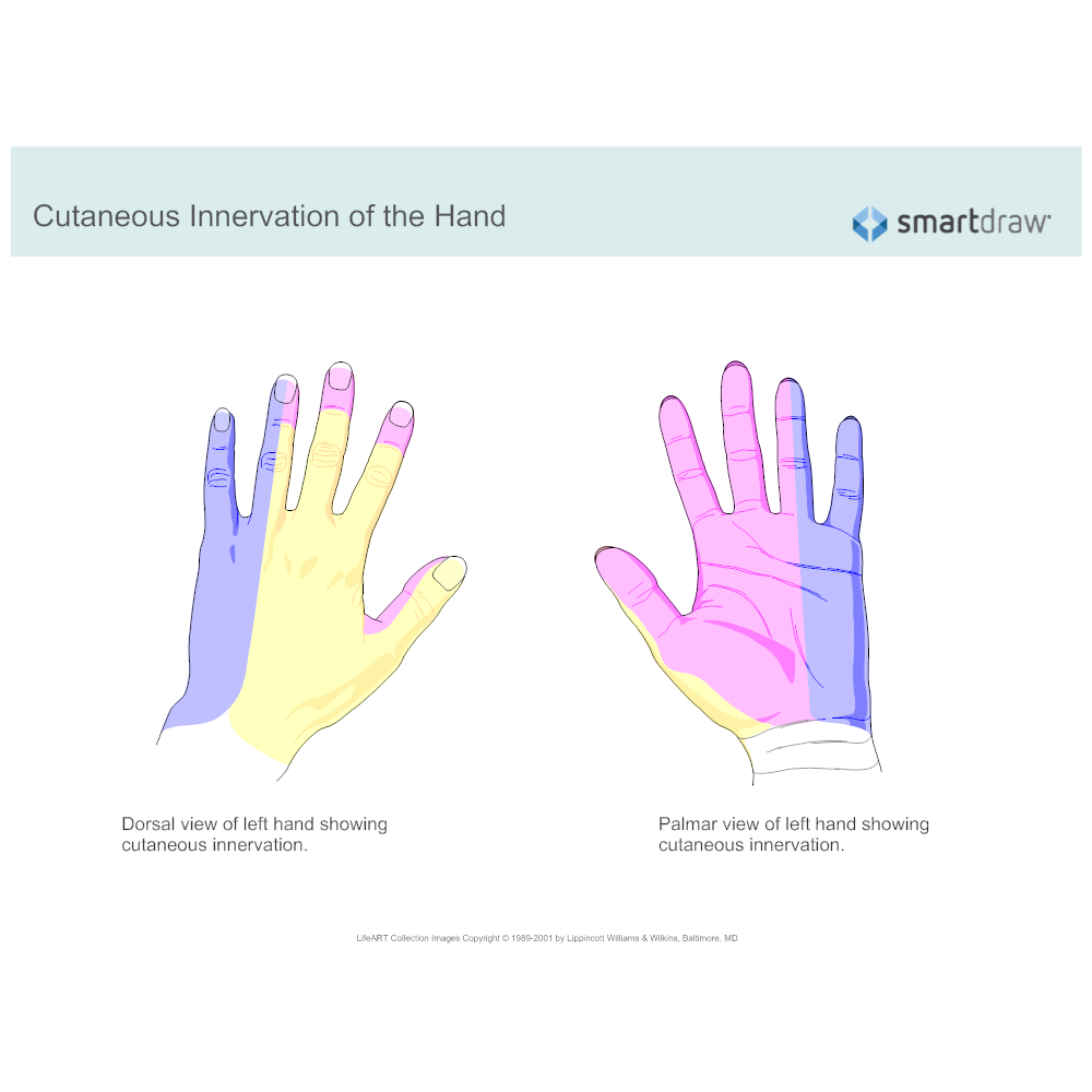 Figure Hand Cutaneous Innervation Superficial Branch - vrogue.co